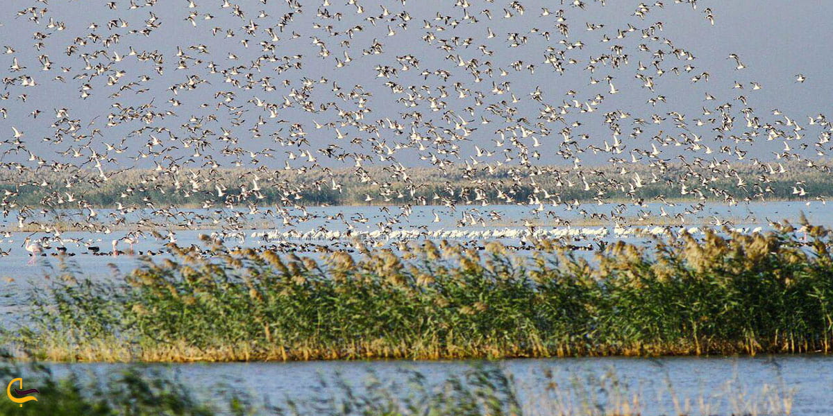 نمایی از فصل زمستان تالاب بند علی خان