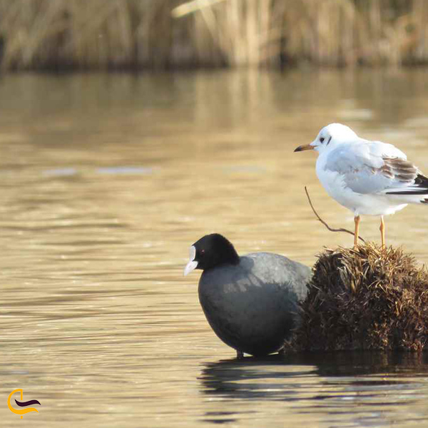 تصویری از پرنده در دریاچه زریبار