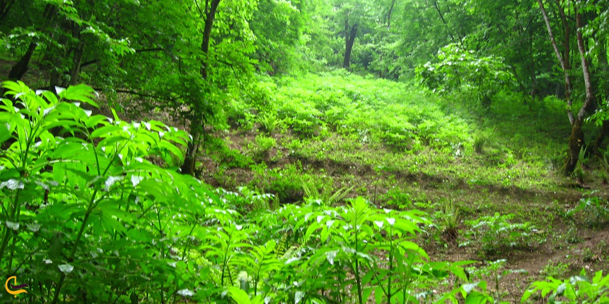 تصویری از طبیعت سرسبز جنگل هالی دار