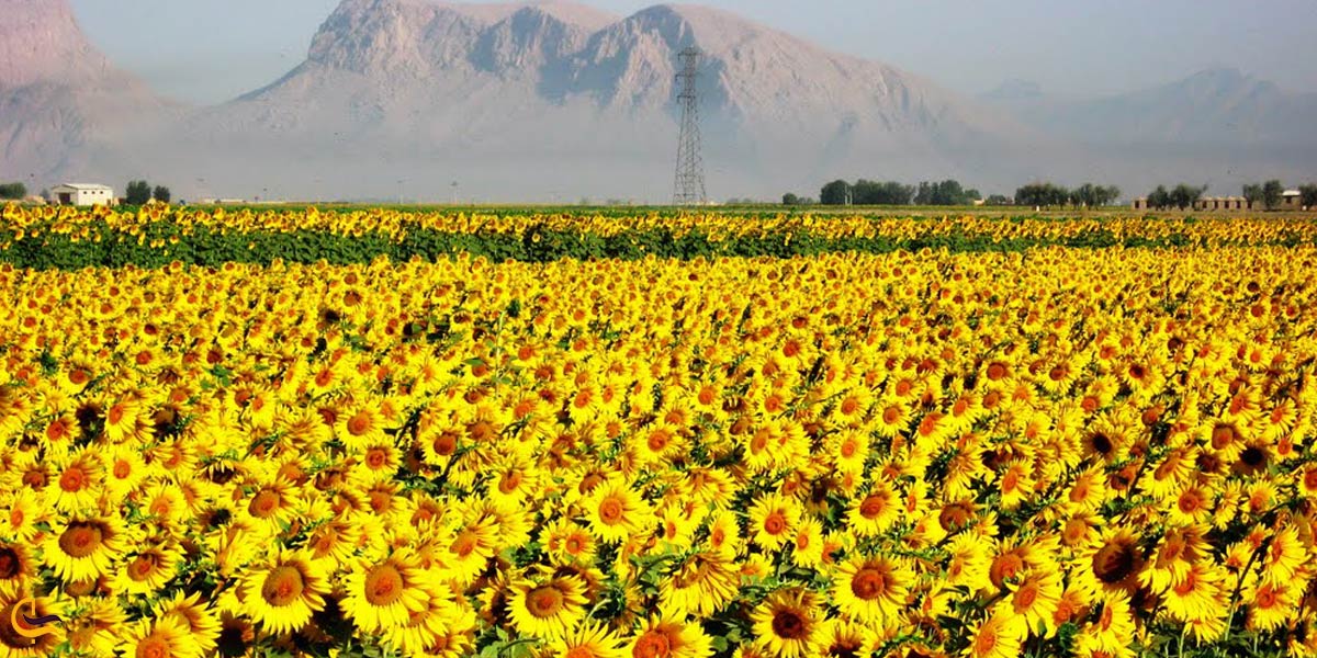 تصویری از مزرعه آفتاب گردان در خوی