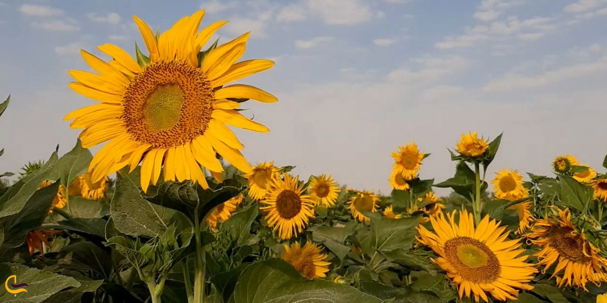 تصویری از مزرعه آفتاب گردان در خوی
