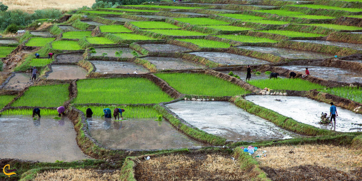 عکس کشاورزی مردمان کوهدشت