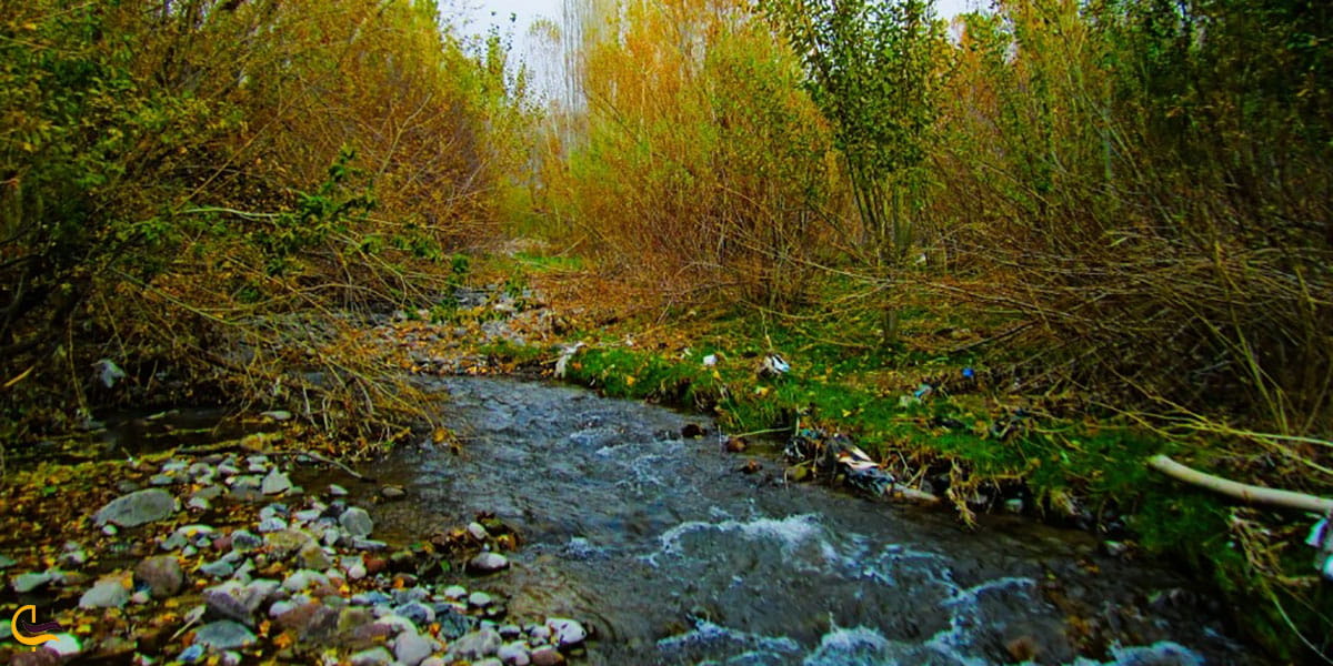 عکس قیرمیزی گول آذرشهر