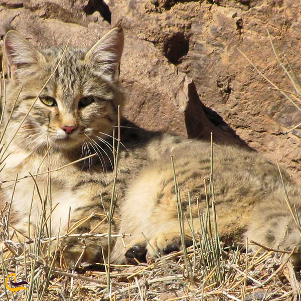 عکس گربه کاراکال پارک ملی کویر
