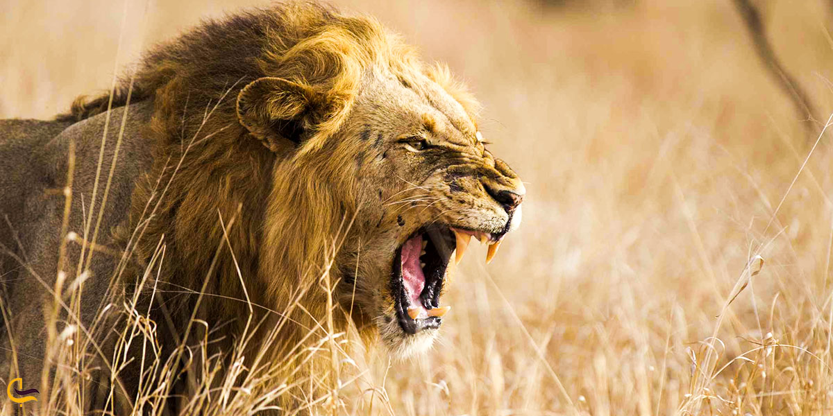 تصویری از خطر حمله حیوانات