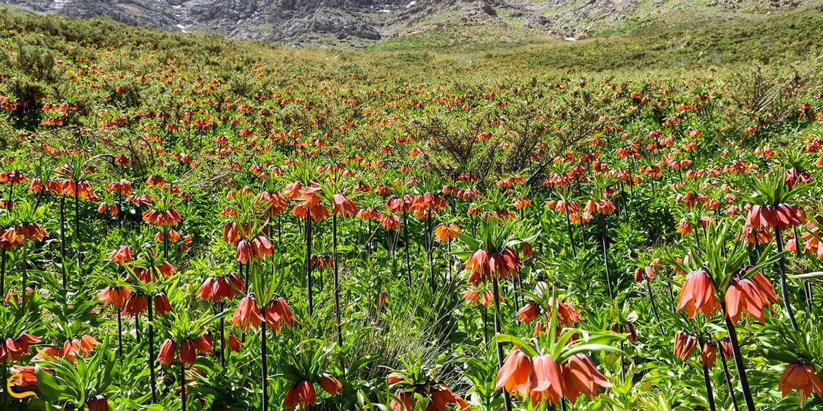 عکس دشت خمین