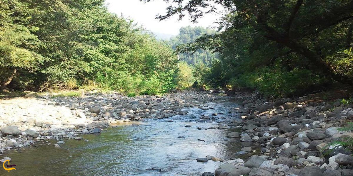 تصویری از طبیعت سرسبز پارک جنگلی خرما