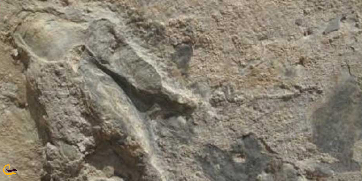 تصویری از رد پای دانیاسور در زرند