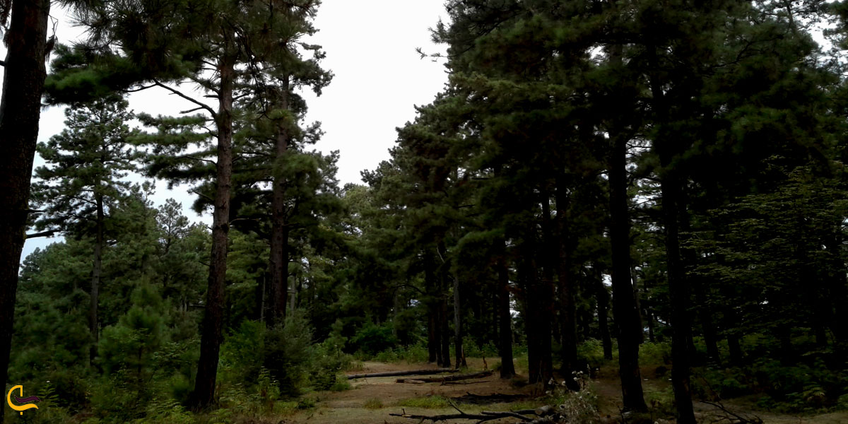 تصویری از طبیعت پارک جنگلی فشتال