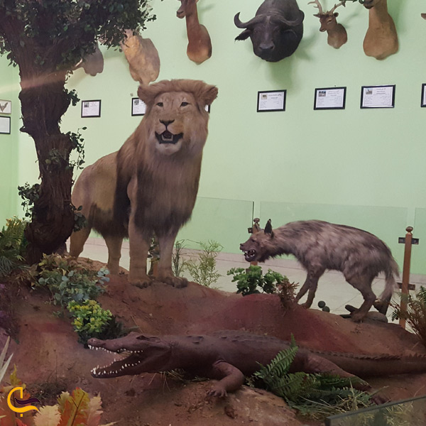 تصویری از موزه حیات وحش هفت چنار