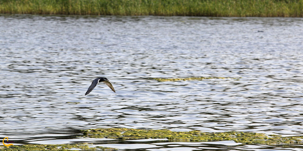 عکس تالاب آق زیارت