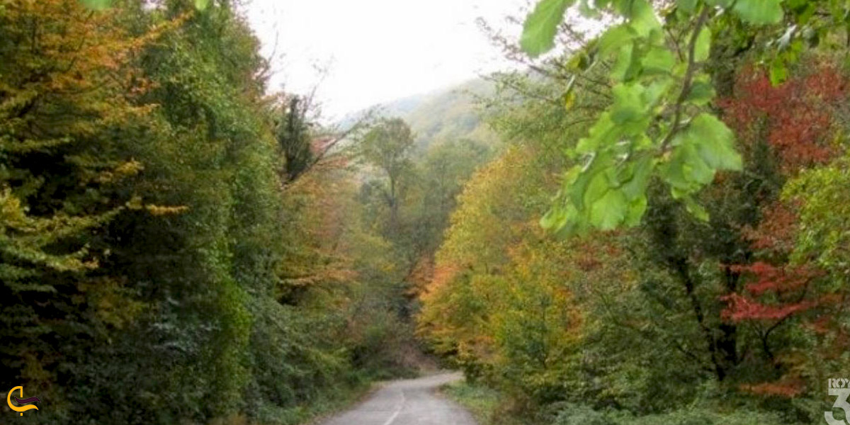 تصویری از جنگل نقله بر