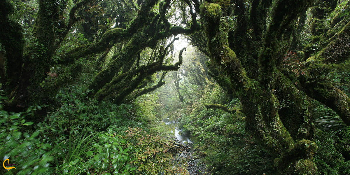 عکس جنگل لاریخانی