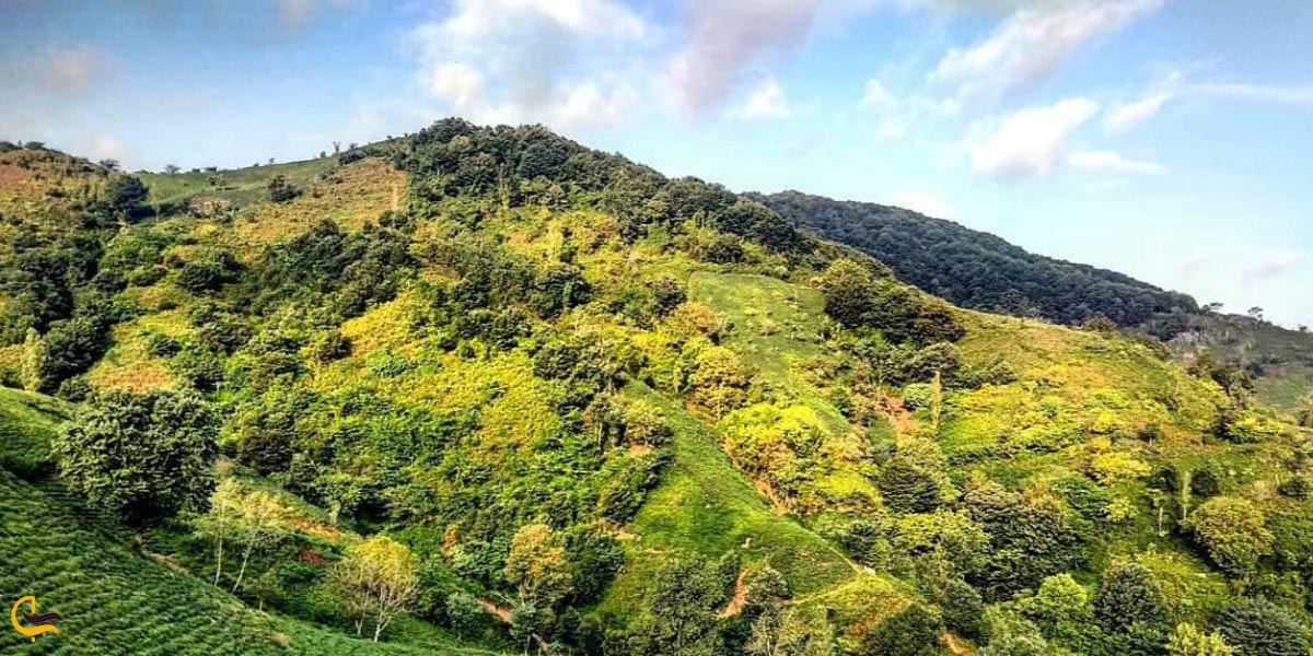 تصویری از طبیعت سرسبز لیلاکوه