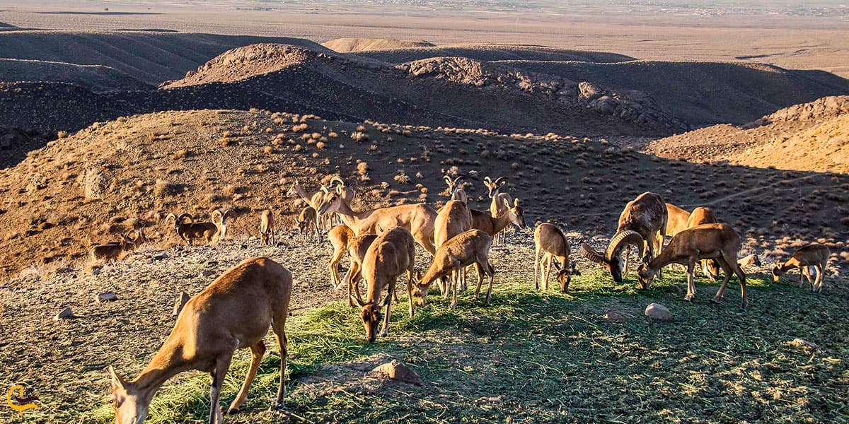عکس منطقه حفاظت‌شده میرآباد