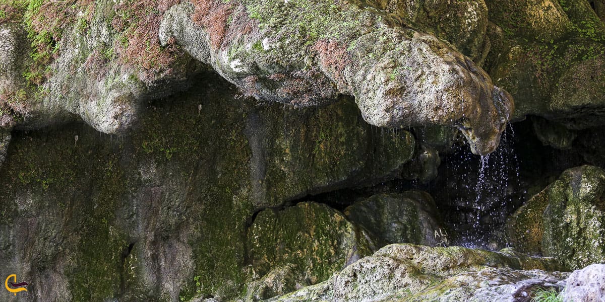 عکس خزههای روی صخرههای تنگ براق