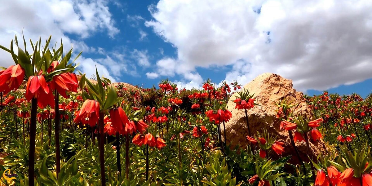 عکس دشت لاله های واژگون