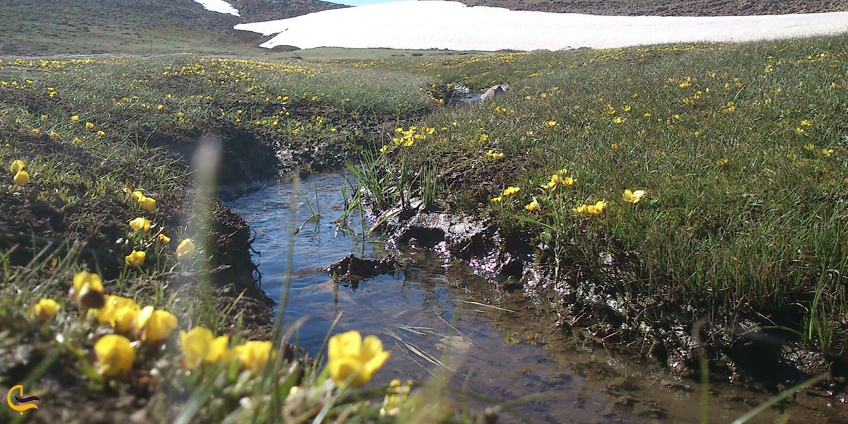 تصویری از طبیعت سرسبز سپیدان