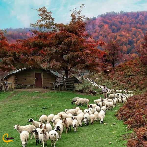 عکس گوسفندهای ییلاق للندیز ماسوله