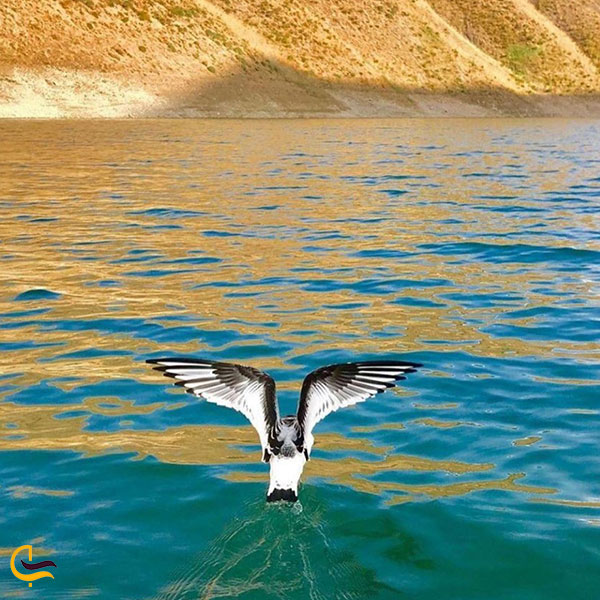 عکس پوشش جانوری دریاچه تار و هویر