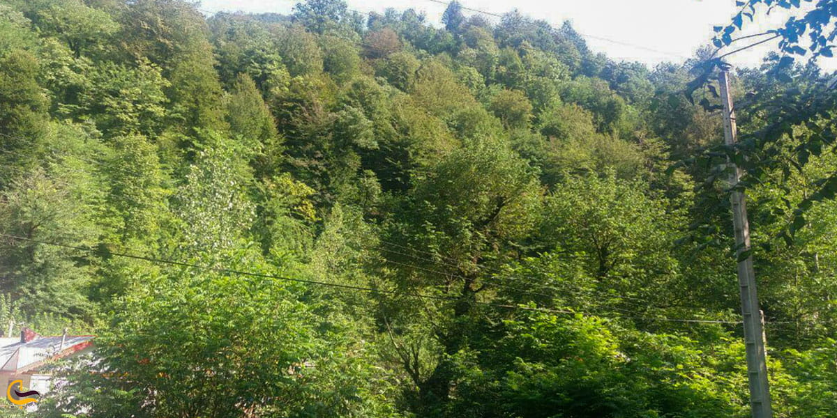 عکس درختان آبشار سیاه تاش املش