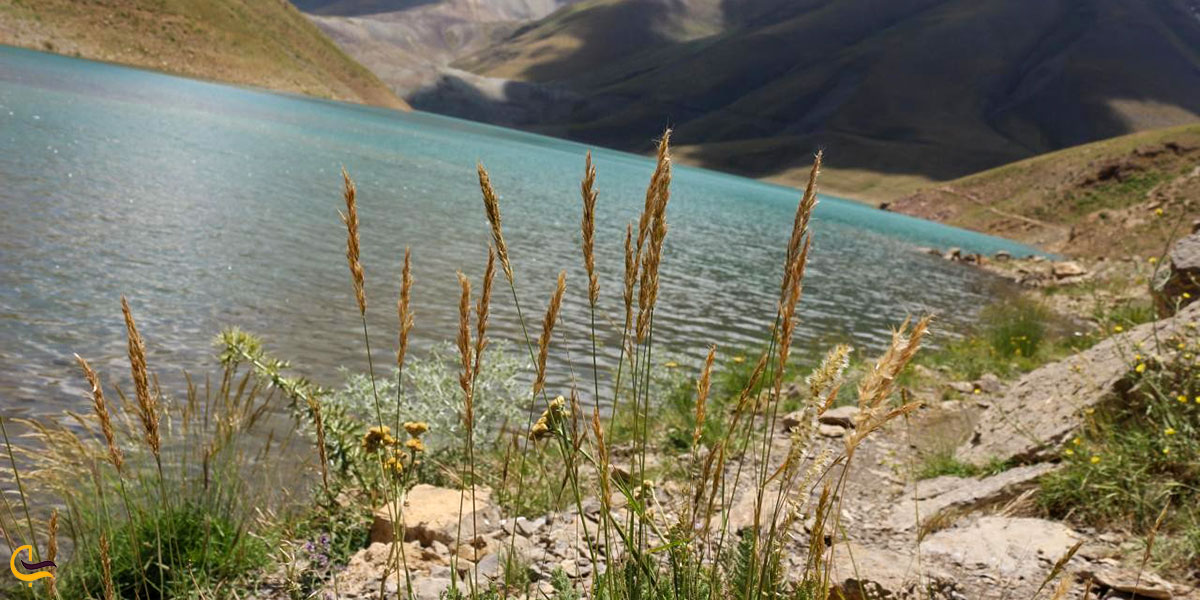 عکس پوشش گیاهی دریاچه تار و هویر