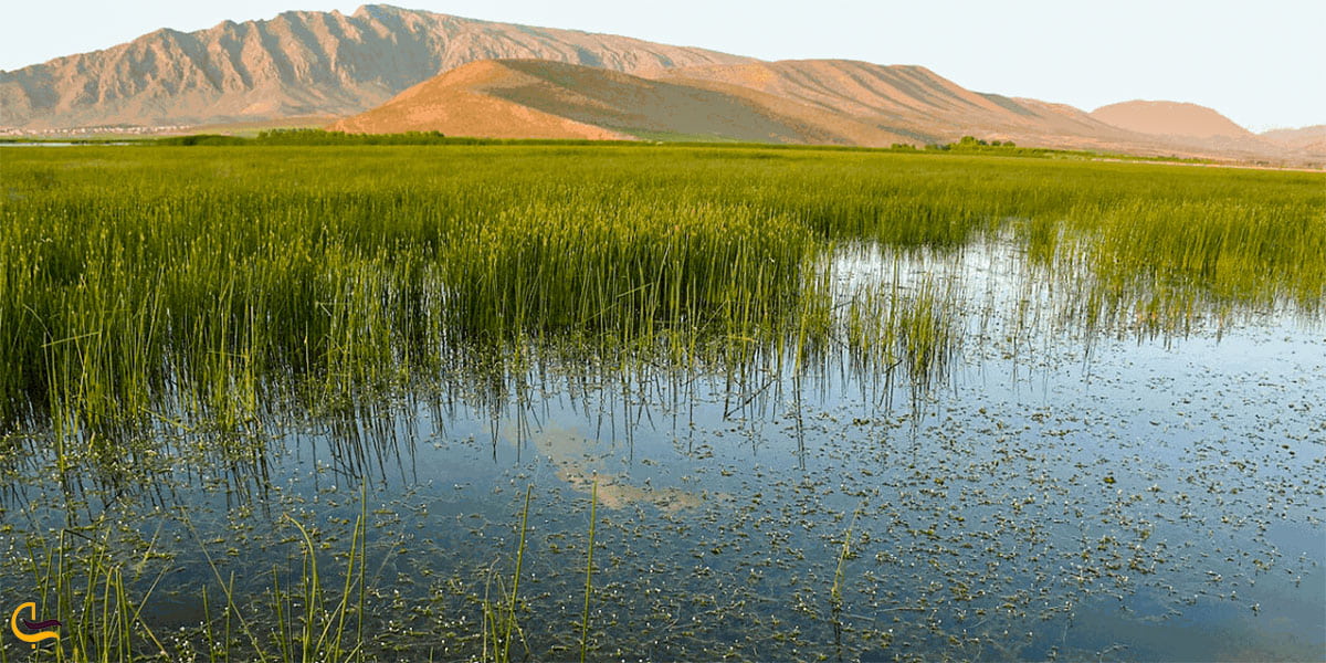 عکس تالاب گندمان