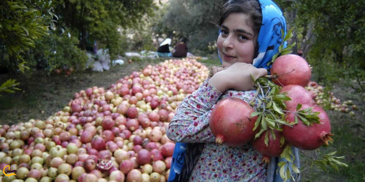 تصویری از جشن انار چینی