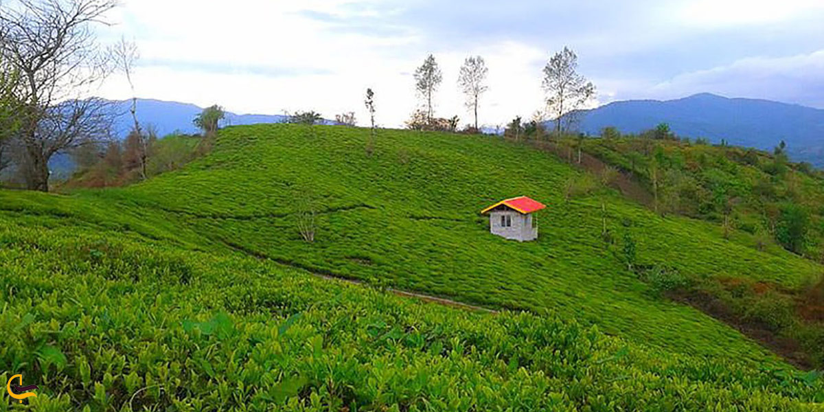 تصویری از طبیعت سرسبز روستای خال کیاسر