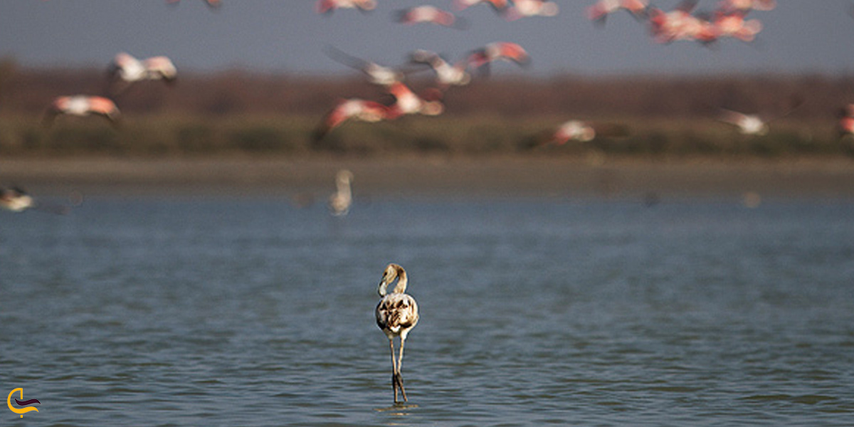 تصویری از تالاب سوماسرا سل