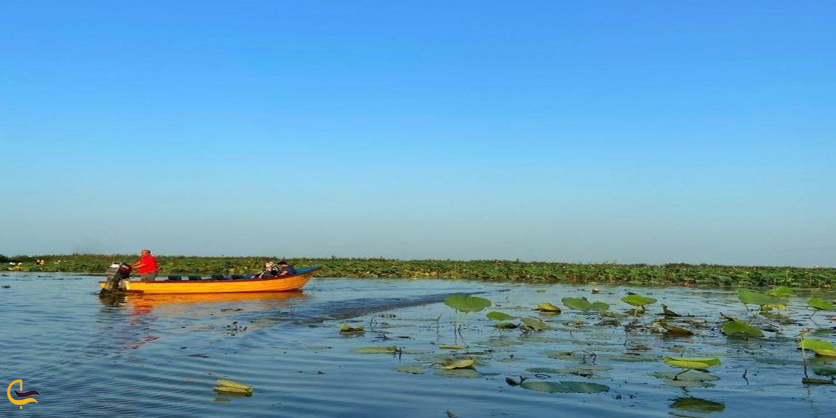 تصویری از تالاب نرگستان