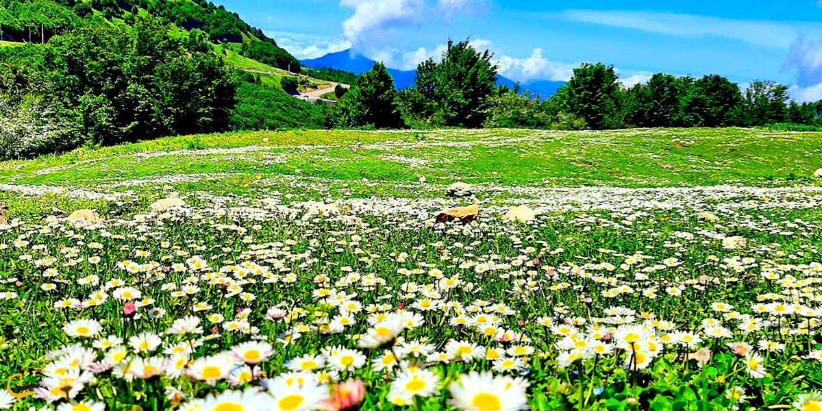 تصویری از طبیعت سرسبز سیاهکل