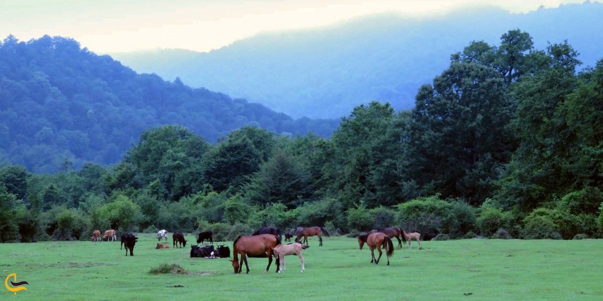 تصویری از طبیعت رضوانشهر