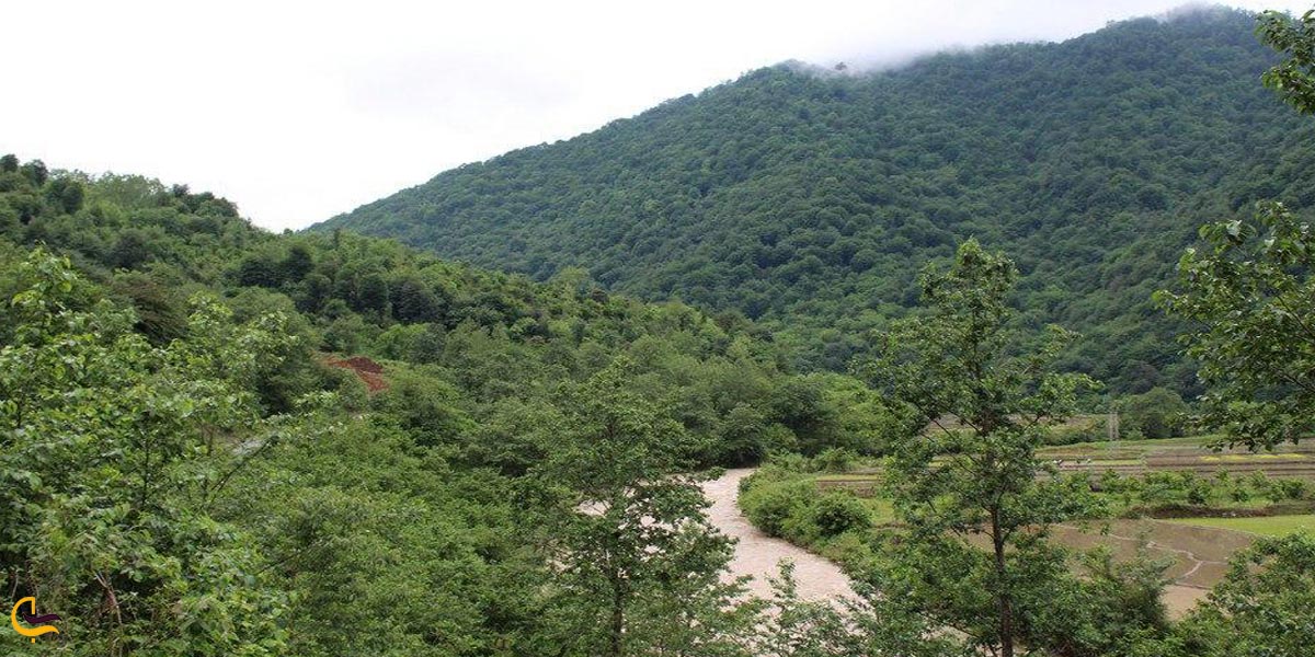 تصویری از طبیعت سرسبز رودسر