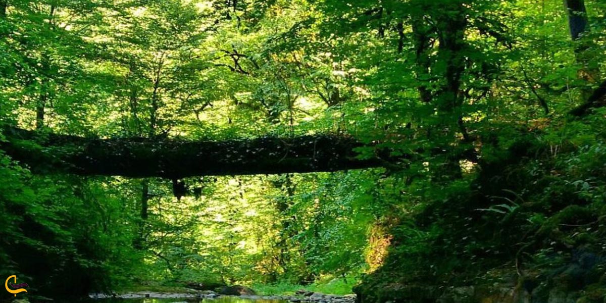 تصویری از پارک جنگلی سفید آب