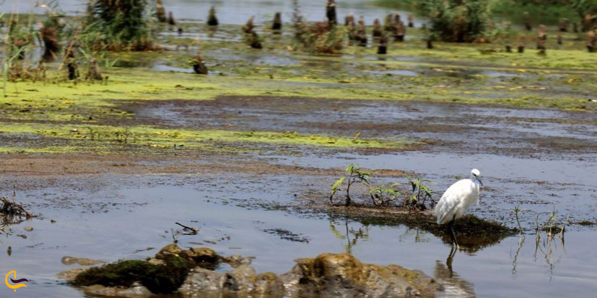 تصویری از پناهگاه سرخانکل