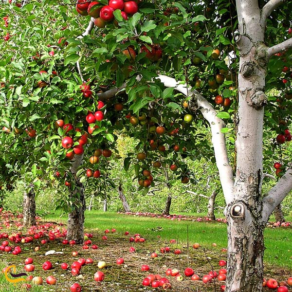 تصویری از درخت سیب در پوشش گیاهی روستای لیقوان
