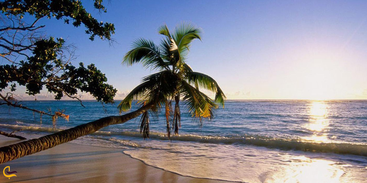 تصویری از ساحل درختان نارگیل