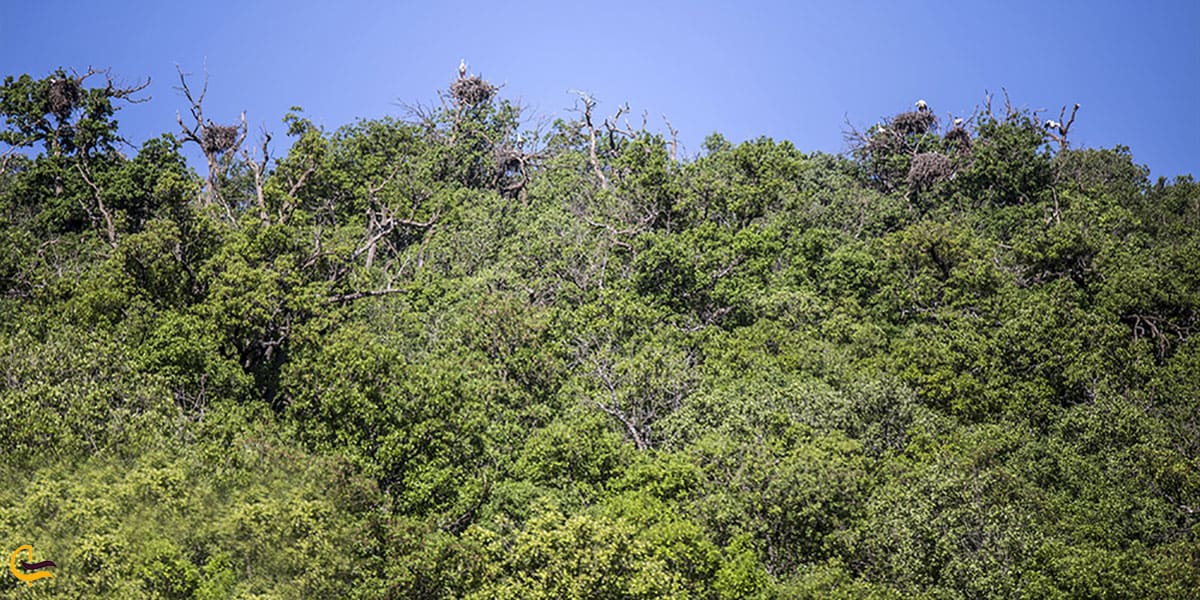 عکس دشت بیلو