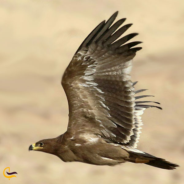 عکس عقاب طلایی در خمین
