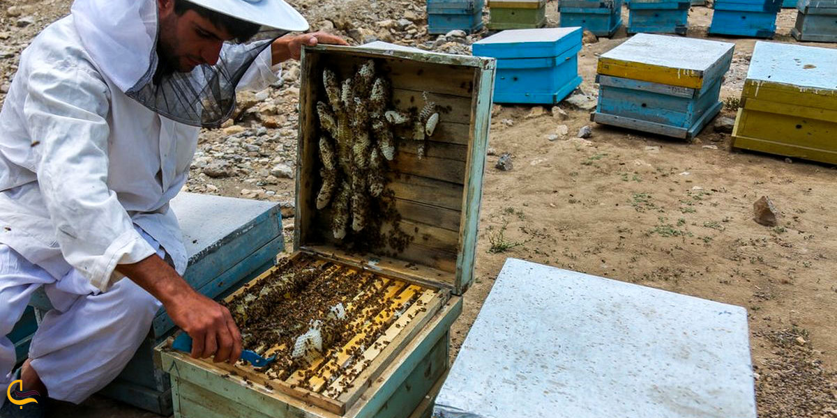عکس زنبورداری مردان ایرانشهر