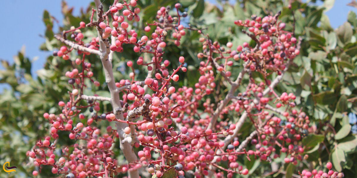 عکس گونه گیاهی ایرانشهر