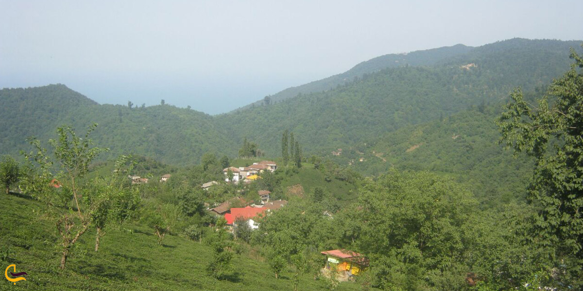 تصویری از جنگل چابکسر