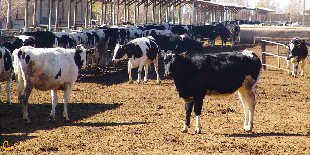 عکس شغل دامداری مردم کلاله