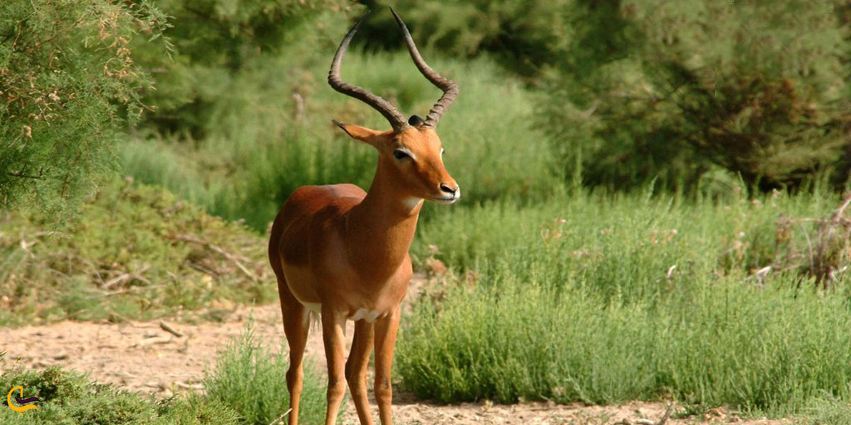 عکس منطقه ‌شکار ممنوع دیلمان و درفک