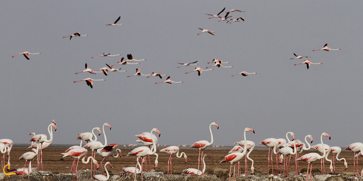 تصویری از پرنده های مهاجر تالاب چغاخور 