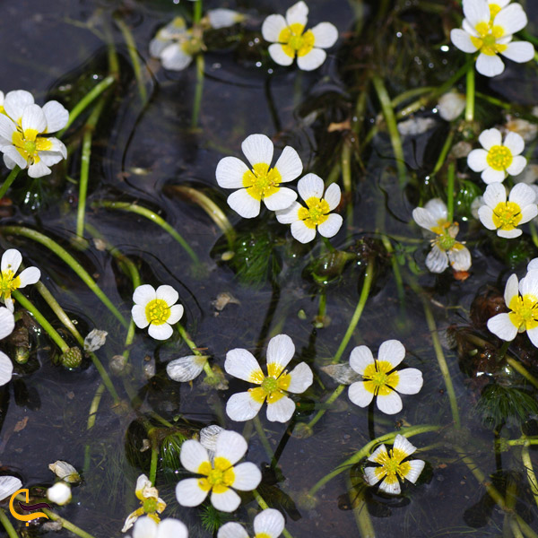 تصویری از گل‌های سفید رنگ شناور روی تالاب