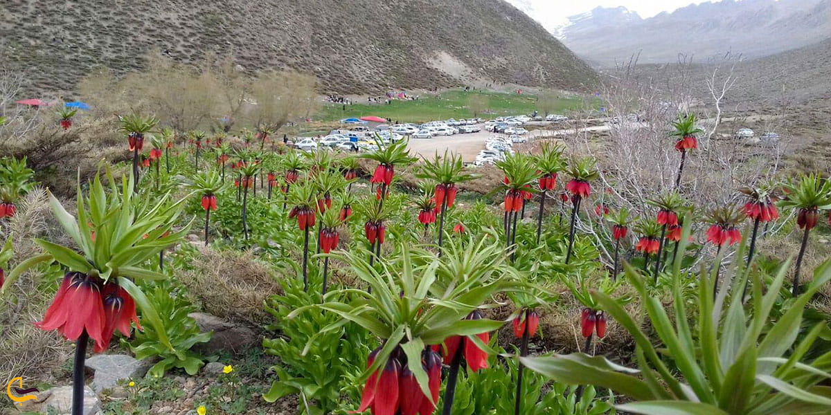 عکس دشت لاله های واژگون دره بید فریدن