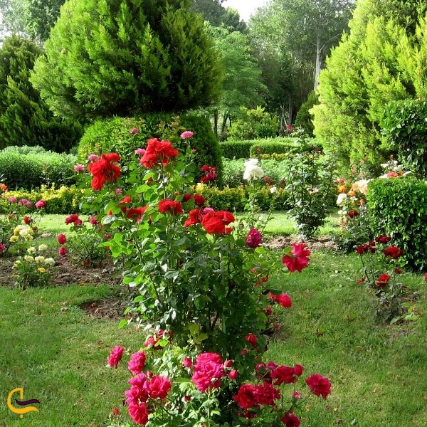 تصویری از باغ گل رز