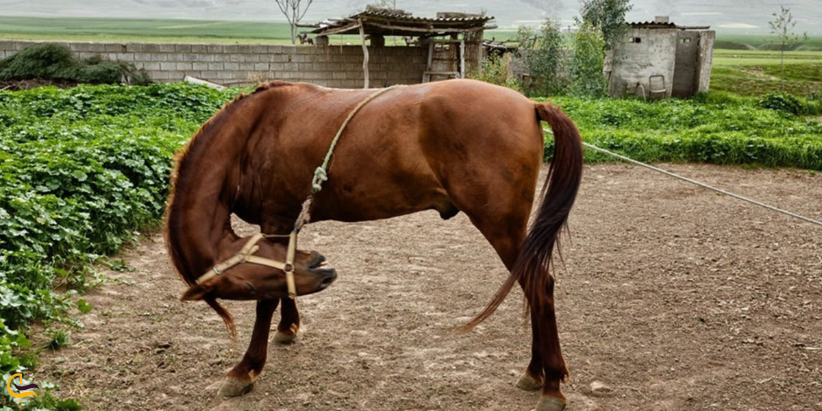 عکس مرکز پرورش اسب صوفیان